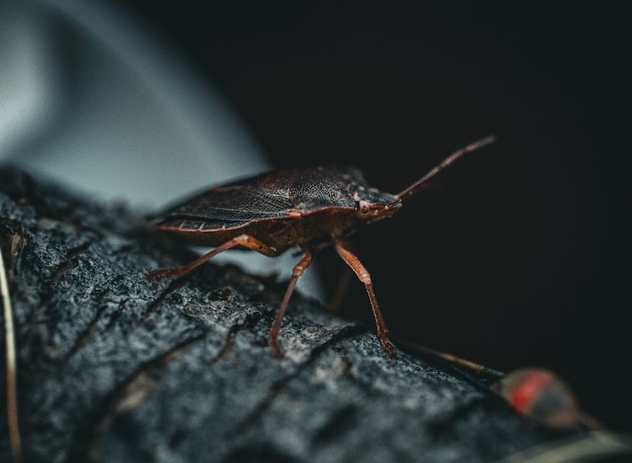 Bedbug Extermination